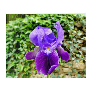 Bearded Iris Acrylic Print