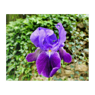 Bearded Iris Acrylic Print