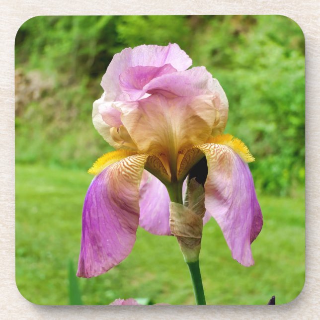 Bearded Iris Beverage Coaster (Front)