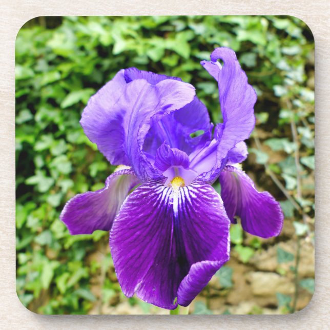 Bearded Iris Beverage Coaster (Front)