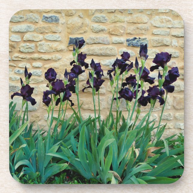 Bearded Iris Beverage Coaster (Front)