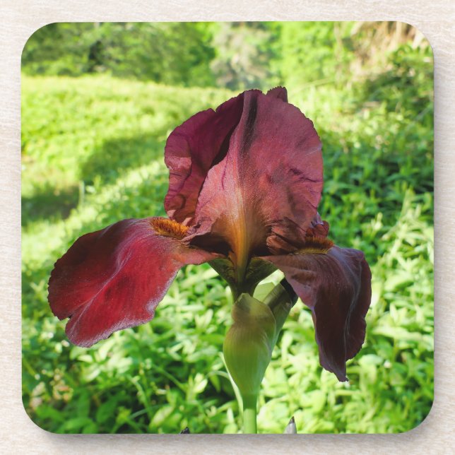 Bearded Iris Beverage Coaster (Front)