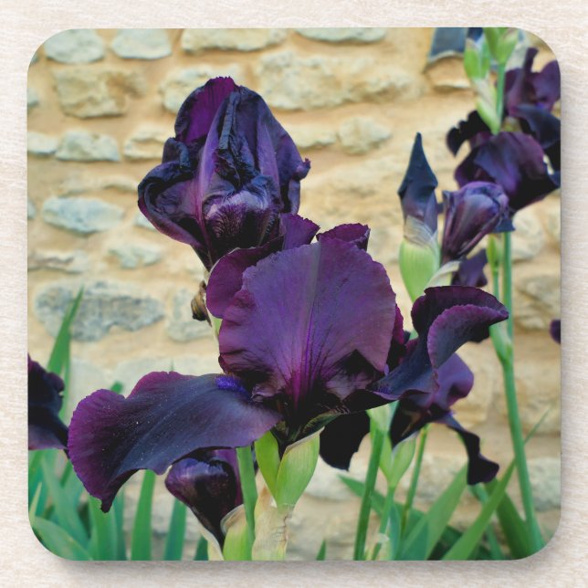 Bearded Iris Beverage Coaster (Front)