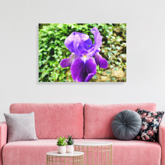 Bearded Iris Canvas Print