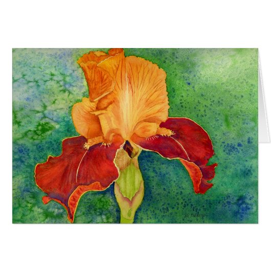 Bearded iris cards (Front Horizontal)