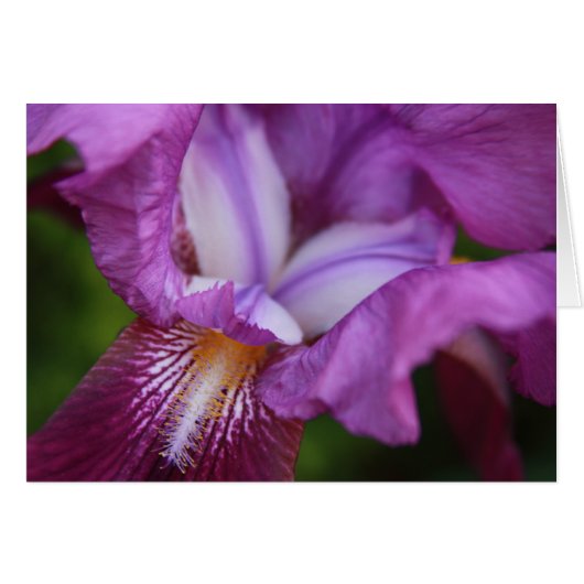 Bearded Iris Cards (Front Horizontal)