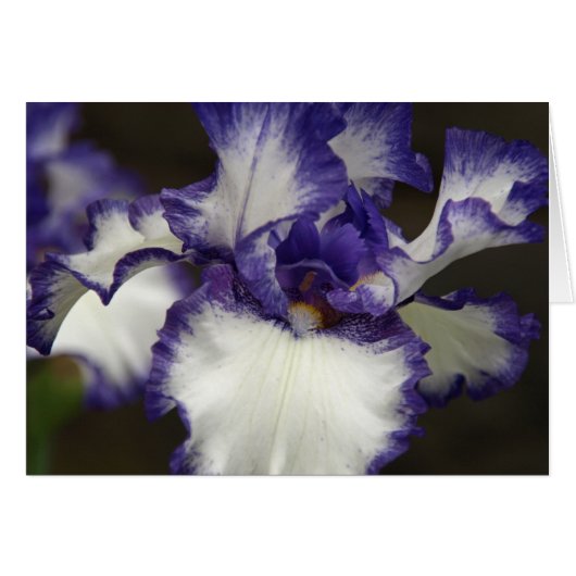 Bearded Iris Cards (Front Horizontal)