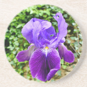 Bearded Iris Coaster