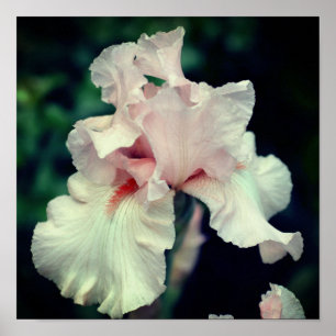Bearded Iris Flower In Peach  Poster