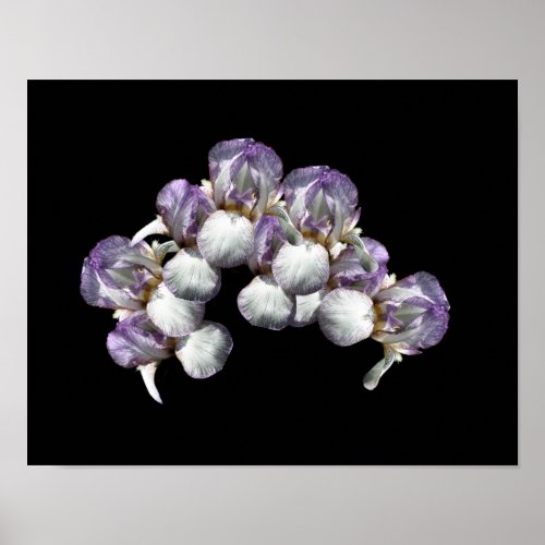 Bearded Iris Flowers Bouquet Poster