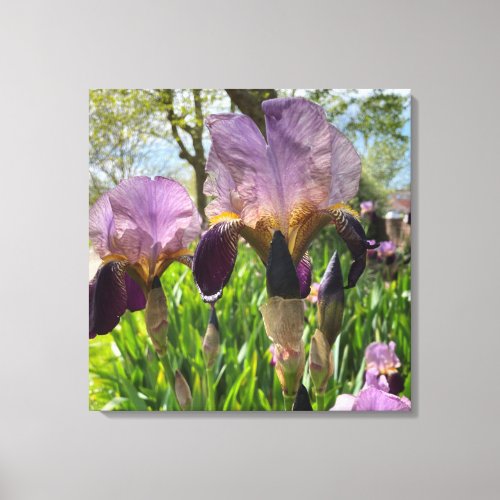 Bearded Iris Flowers Canvas Print