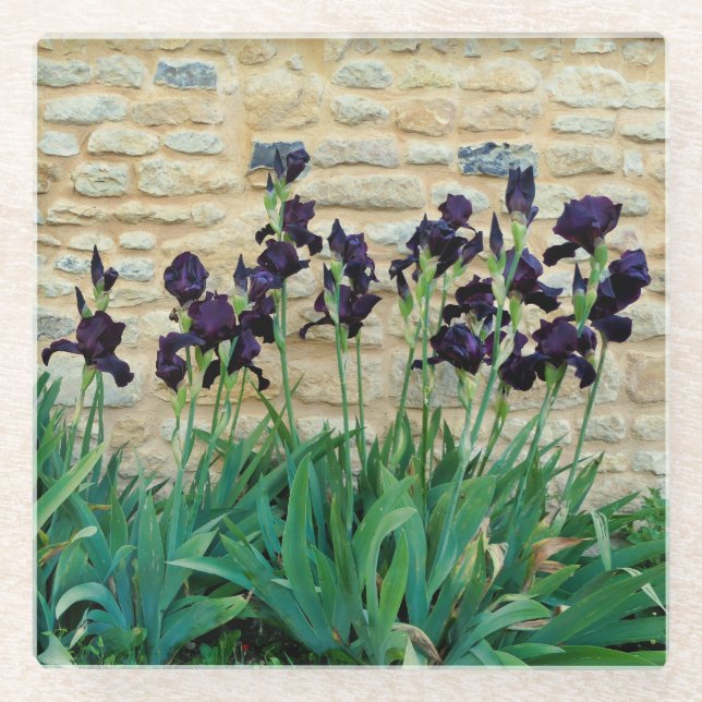 Bearded Iris Glass Coaster (Front)