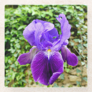 Bearded Iris Glass Coaster