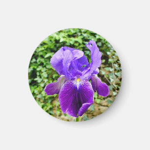 Bearded Iris Magnet