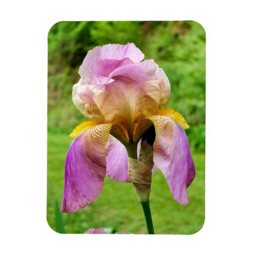 Bearded Iris Magnet