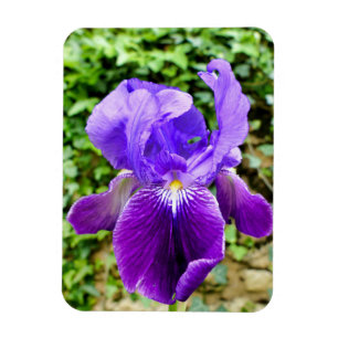 Bearded Iris Magnet