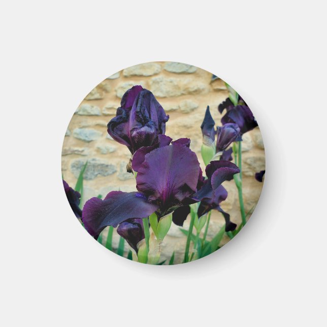 Bearded Iris Magnet (Front)