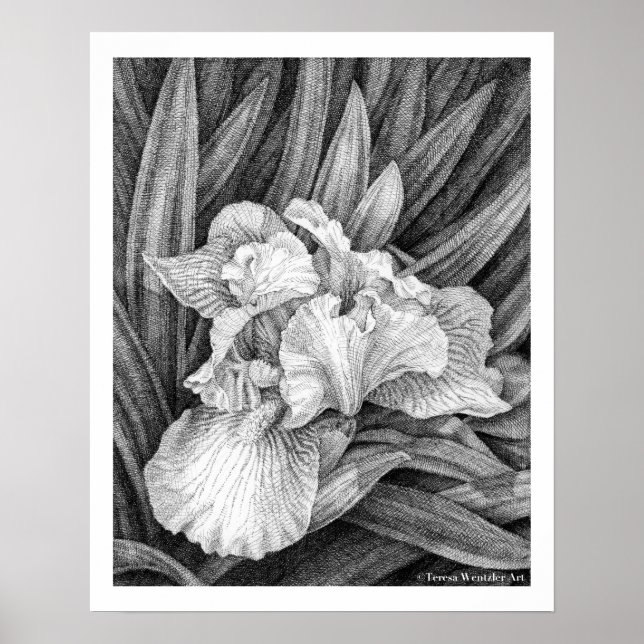 Bearded Iris Pen Drawing Poster (Front)