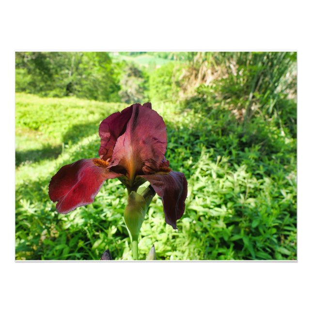 Bearded Iris Photo Print (Front)