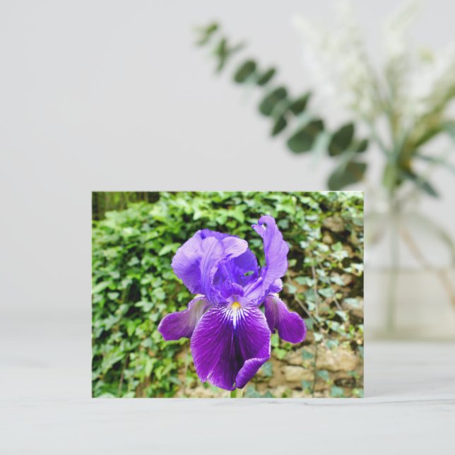 Bearded Iris Postcard (Standing Front)