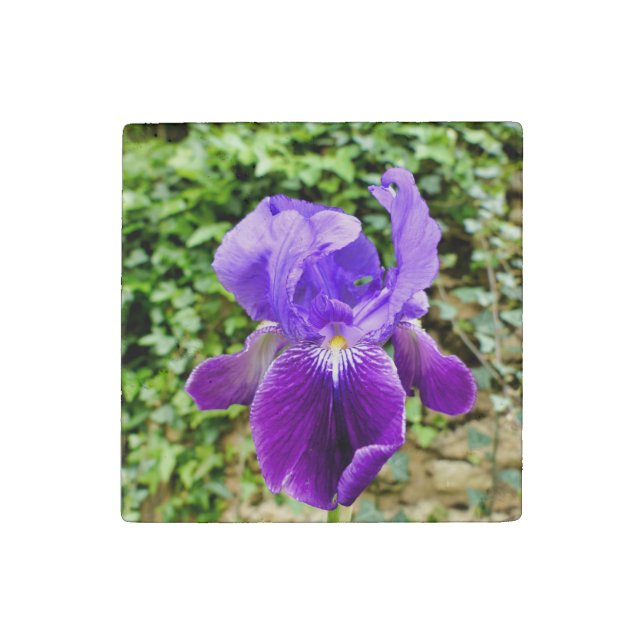 Bearded Iris Stone Magnet (Front)