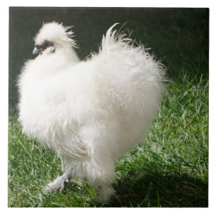 Bearded Silky Chicken Ceramic Tile