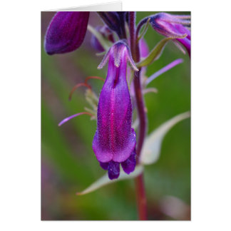 Beard's Tongue.Crested Butte Cards