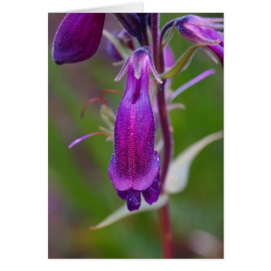 Beard's Tongue.Crested Butte Cards (Front)