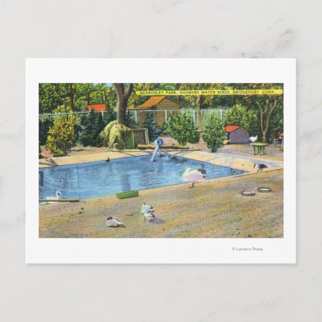 Beardsley Park View of Waterbirds Postcard (Front)