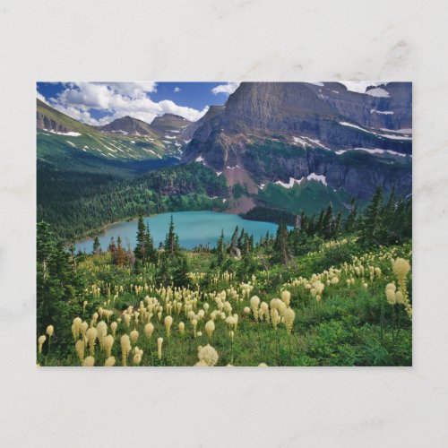 Beargrass above Grinnell Lake in the Many Postcard