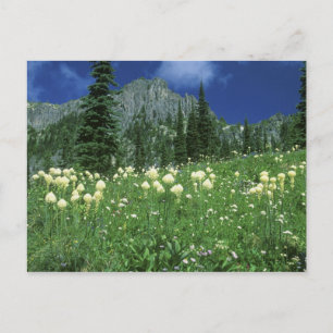 Beargrass at Eunice Lake, Mt. Rainier NP, WA, Postcard