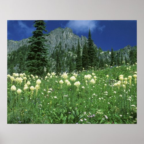 Beargrass at Eunice Lake Mt Rainier NP WA Poster