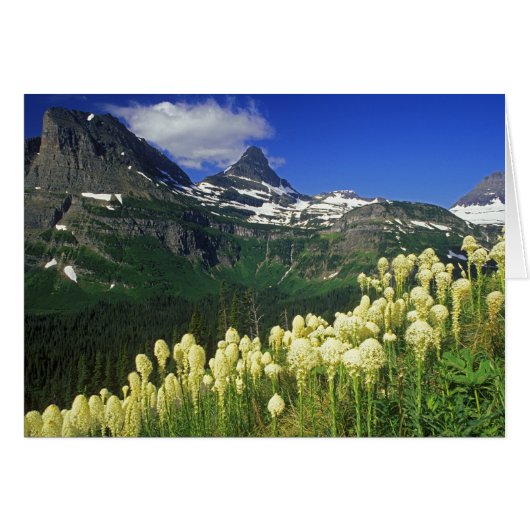 Beargrass at Logan Pass in Glacier National Park (Front Horizontal)