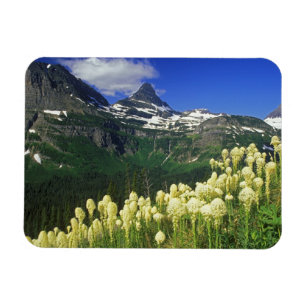 Beargrass at Logan Pass in Glacier National Park Magnet