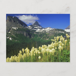 Beargrass at Logan Pass in Glacier National Park Postcard