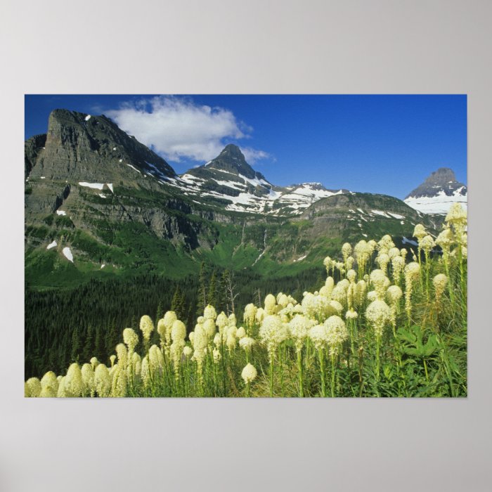 Beargrass near Logan Pass in Gacier National Poster