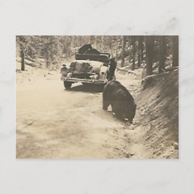 bears at car postcard (Front)