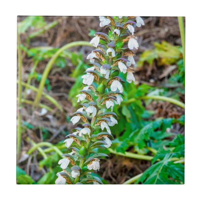 Bear's breeches ceramic tile (Front)