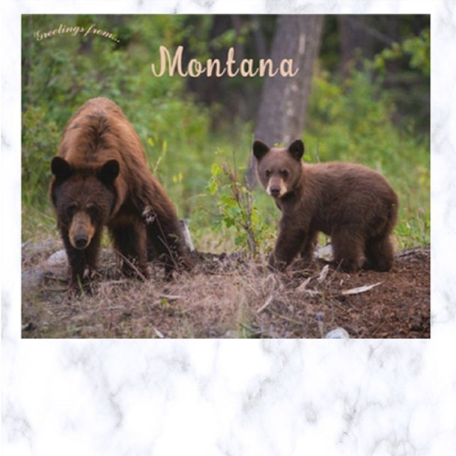 Bears in Boulder Valley Montana USA Postcard (Creator Uploaded)