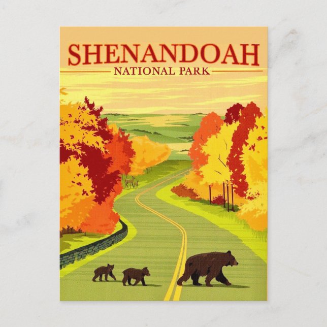 Bears in Shenandoah NP Postcard (Front)