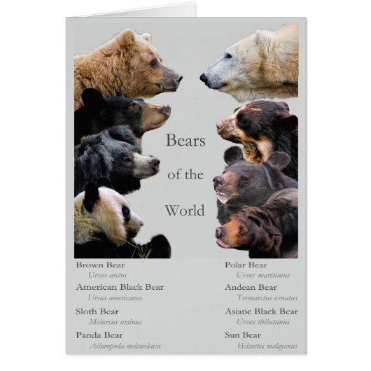 Bears of the World Cards (Front)
