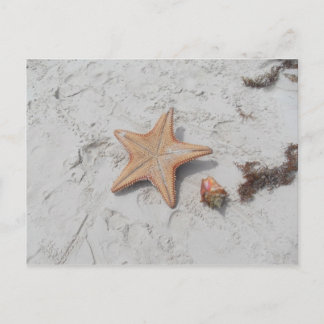 Beau Bahamas Starfish Shell Postcard