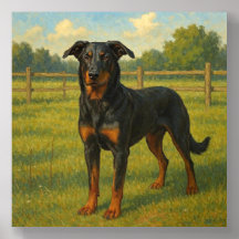 Beauceron