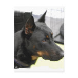 Beauceron Postcard