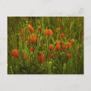 Beaufortia Postcard