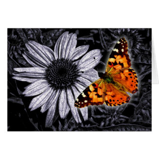 Beautifly Cards