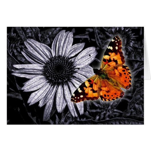 Beautifly Cards (Front Horizontal)