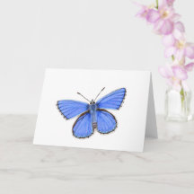 Beautiful Adonis Blue Butterfly
