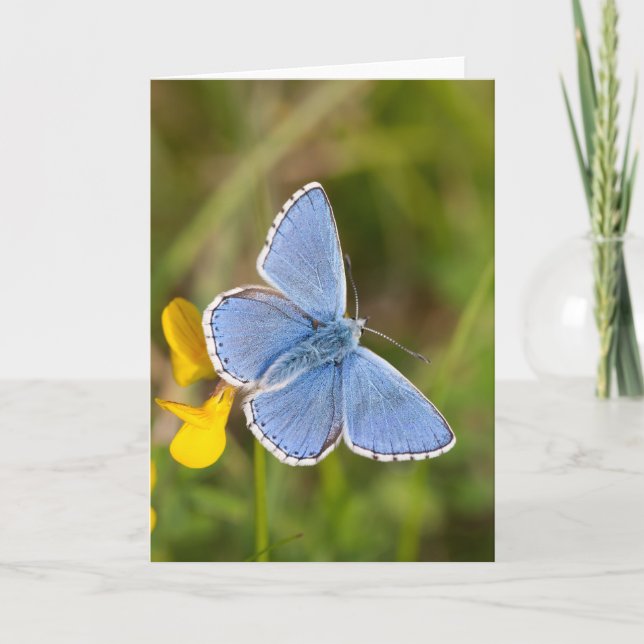 Beautiful Adonis Blue Butterfly Greeting Card (Front)