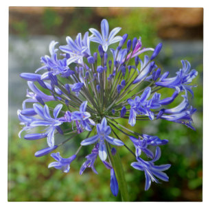 Beautiful African Lily Ceramic Tile